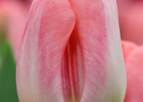 Tulipa Supermodel (4)